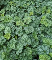 Image result for heuchera americana