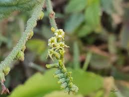 Image result for Heliotropium zeylanicum