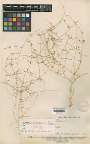 Image result for Limeum