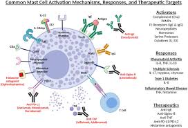 Image result for Mast Cell