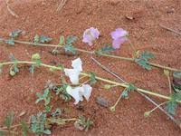 Image result for Dicerocaryum