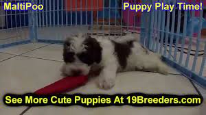 Check spelling or type a new query. Louisville Craigslist Pets Msu Program Evaluation