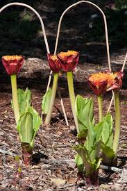 Image result for Scadoxus puniceus