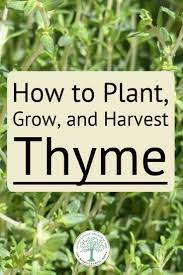 How To Plant Grow And Harvest Thyme The Homesteading Hippy Growing Thyme Planting Herbs Thyme Plant