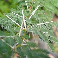 Image result for Acacia karroo