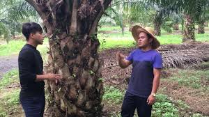 Minyak inti kelapa sawit palm kernel oil (pko) diperoleh dari bagian kernel buah kelapa sawit dengan cara ekstraksi pelarut atau dengan cara pengepresan. Kaedah Penanaman Kelapa Sawit Youtube