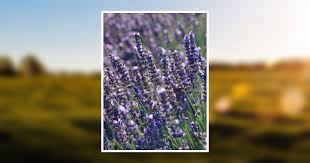 Hope Harrell Obituary June 11, 2014