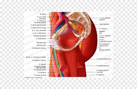 The femur forms the ball and socket hip joint with the hip bone and forms the knee joint with the tibia and patella. Superior Gluteal Nerve Png Images Pngwing
