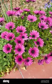 Image result for Dimorphotheca