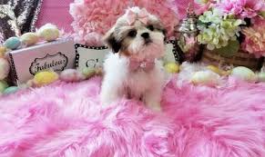 Many states have laws that govern the sale of puppies. Shih Tzu Puppies Teacup Shih Tzu Shih Tzu For Sale Breeder Teacup Miniature Toy