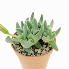 Image result for Hereroa