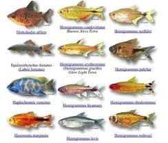 Listing Names Of Aquarium Fish In Alphabetical Order Aquarium Fish Aquarium Fish