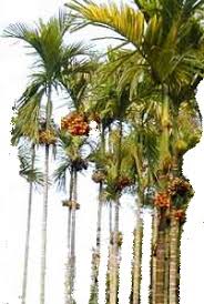 Image result for à®•à®®à¯à®•à¯