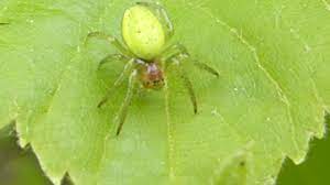 The family has a cosmopolitan distribution, including many. Green Orb Weaver Spiders Araniella Cucurbitina Graen Kongulo Attfaetlur Youtube