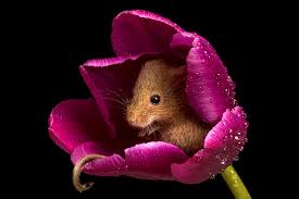 In south america, one of several species of mice in genus akodon. Your Eyes Aren T Playing Tricks This Photographer Captured Real Harvest Mice In Tulips Techeblog
