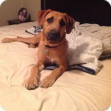 Black And Tan Coonhound Redbone Coonhound Lab Mix Westport Ct Black Mouth Cur Redbone Coonhound Mix Meet Solomon A Dog For Adoption Black Mouth Cur Redbone Coonhound Black Mouth Cur Dog