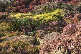 How To Grow Hardy Heathers Rhs Gardening