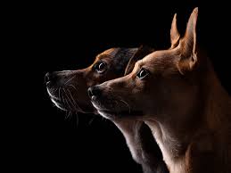 We've found the top pet photographers near you. Studio Dog Photography Dog And Equine Lifestyle Photography Cheshire