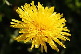Taraxacum Officinale The Common Dandelion Is A Flowering Herbaceous Perennial Plant Of The Family Perennial Plants Herbaceous Perennials Taraxacum Officinale