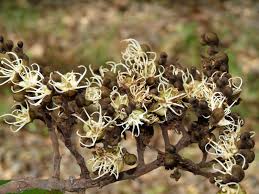 Image result for Julbernardia paniculata