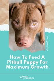 By the time a pit bull puppy is 8 to 10 weeks old, the breeder will have supplemented his milk with a puppy feed. How To Feed A Pitbull Puppy For Maximum Growth Complete Guide Pitbulls Pitbull Puppy Puppies