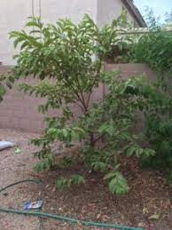 Early fall is the time for guavas to be picked. Growing Tropical Guava Trees In Hot Dry Climates Garden Of Luma Garden Of Luma
