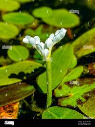 Image result for Aponogeton stuhlmannii