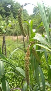 Image result for Setaria homonyma