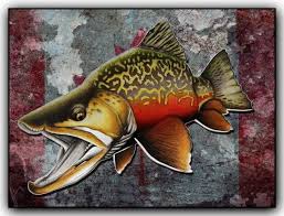 Tiger Trout Canada Estampas