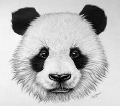 Panda Bear Drawing By Lethalchris On Deviantart In 2020 Panda Drawing Bear Drawing Bear Sketch