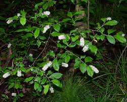 Image result for Iteaceae