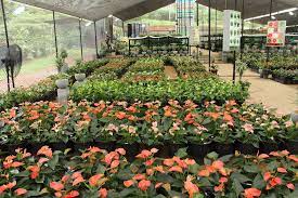 Anthurium Flower Exporters Sri Lanka Best Flower Wallpaper