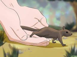 Atau dua jenis spesies pokok shj di satu2 kawasan • bsifat malar hijau dan pokok berkayu lembut, berkulit tebal, berbatang lurus, bersaiz besar dan tinggi. Cara Memelihara Bayi Tupai Dengan Gambar Wikihow