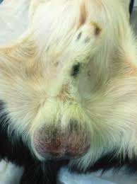 Physical examination confirmed the presence of paraphimosis in from the department of surgery, california animal hospital, each case; Nursing The Reproductive Patient Veterian Key