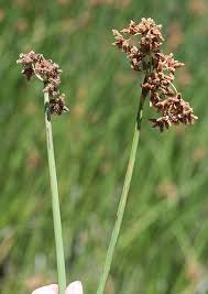 Image result for Schoenoplectus erectus