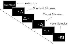 •a novel auditory bistable stimulus based on shepherd tones was presented intermittantly while subjects reported their percepts. Rapid Prefrontal Hippocampal Habituation To Novel Events Journal Of Neuroscience