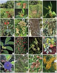 Image result for Rhynchosia procurrens