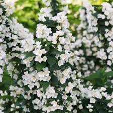 We did not find results for: Illuminati Tower Philadelphus Wholesale Liners Spring Meadow Nursery
