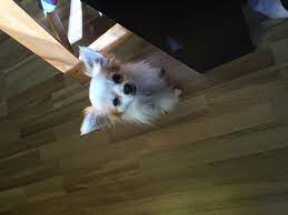 Peppi ist sehr kinderlieb.er liebt es in der nähe von kindern zu sein. Chihuahua Rude Er Sucht Ein Liebevolles Zuhause 882352