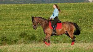 • does your friend read books every day? Should A Horse Be Ridden Every Day The Pros And Cons