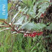 Image result for Glossostelma