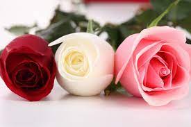 Tere On Twitter Hybrid Tea Roses Rose Flower Beautiful Flowers Images