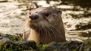 river otter