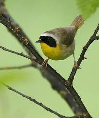 Big Black Birds In Indiana Pierce Weippe Grangemont Subloop Idaho Birding Trail Pet Birds Animals Species