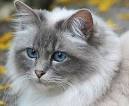 SACRED BIRMAN - kkoe.net