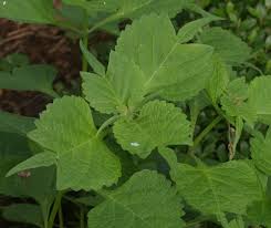 Image result for Isodon