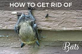 Bats In The Attic Or House The Ultimate Guide On How To Get Rid Of Bats Removal Exclusion Exterminat Getting Rid Of Bats How To Attract Bats Bat Repellent
