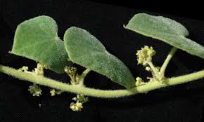 Image result for Cissampelos mucronata