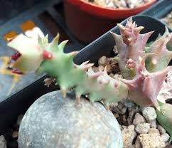 Image result for Orbea carnosa