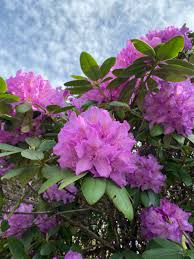 Wv State Flower In 2020 Flowers Bloom Rhododendron
